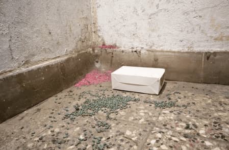 trappole per topi in condominio